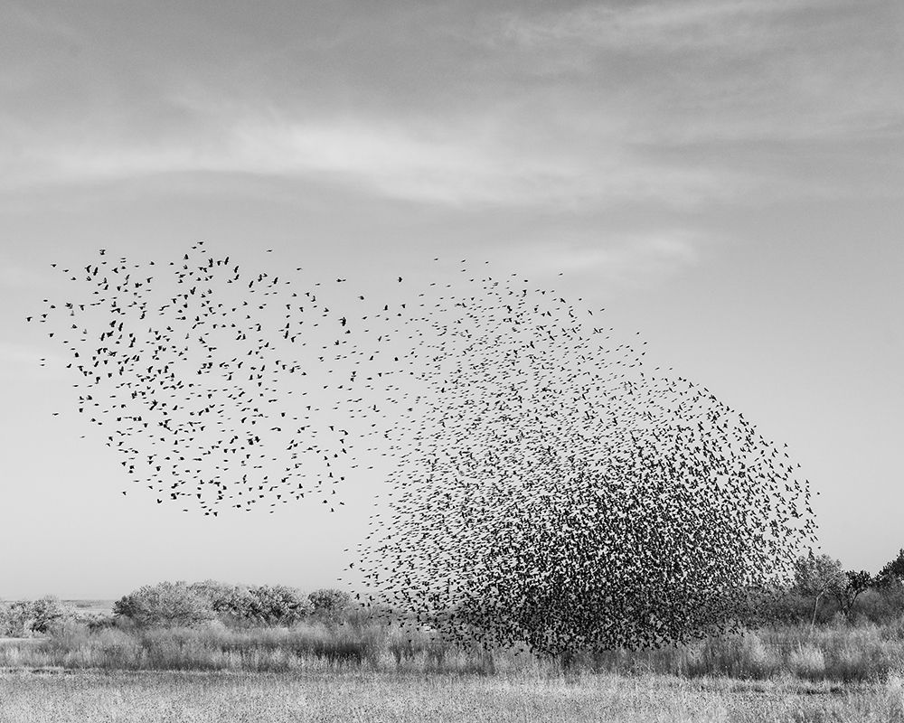 Blackbird murmuration, Bosque del Apache National Wildlife Refuge, New Mexico art print by Maresa Pryor-Luzier for $57.95 CAD