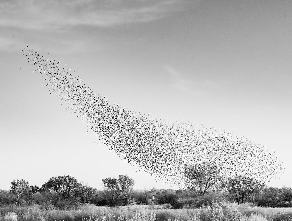 Blackbird murmuration, Bosque del Apache National Wildlife Refuge, New Mexico art print by Maresa Pryor-Luzier for $57.95 CAD