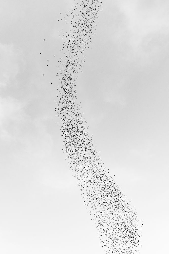 Blackbird murmuration, Bosque del Apache National Wildlife Refuge, New Mexico art print by Maresa Pryor-Luzier for $57.95 CAD