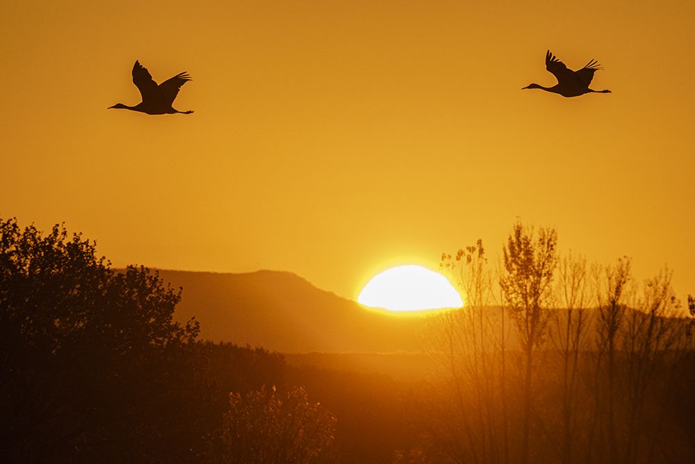 Sandhill cranes flying by the sun at sunrise, Bosque del Apache NWR, New Mexico art print by Maresa Pryor-Luzier for $57.95 CAD