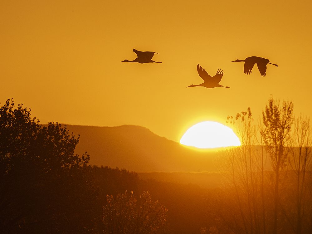 Sandhill cranes flying by the sun at sunrise, Bosque del Apache NWR, New Mexico art print by Maresa Pryor-Luzier for $57.95 CAD
