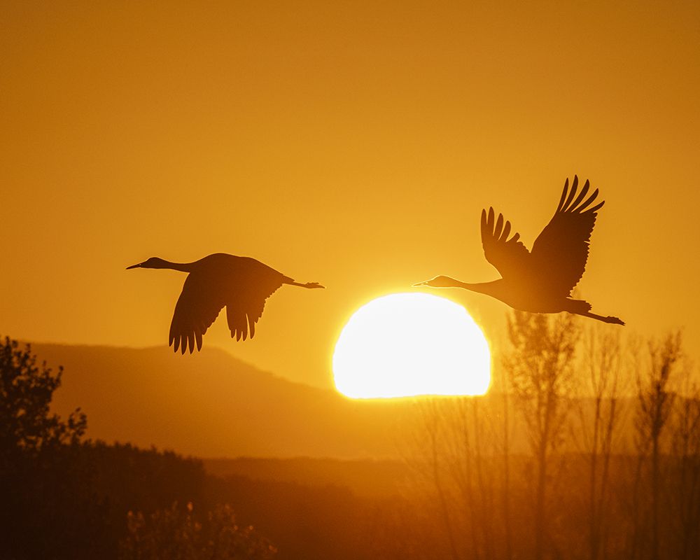 Sandhill cranes flying by the sun at sunrise, Bosque del Apache NWR, New Mexico art print by Maresa Pryor-Luzier for $57.95 CAD