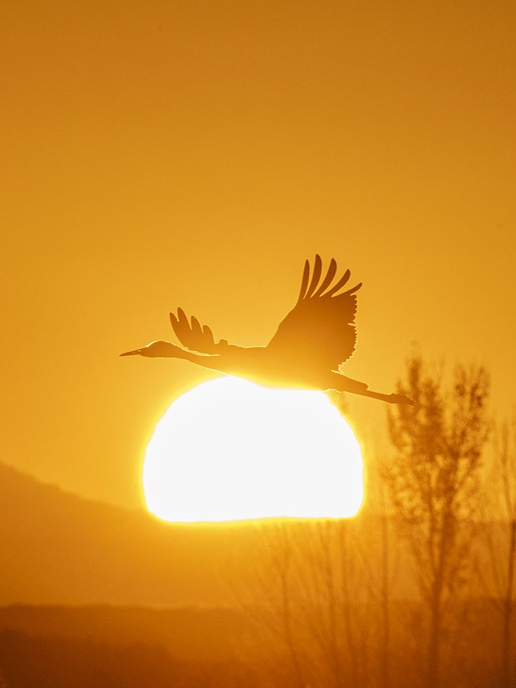 Sandhill cranes flying by the sun at sunrise, Bosque del Apache NWR, New Mexico art print by Maresa Pryor-Luzier for $57.95 CAD