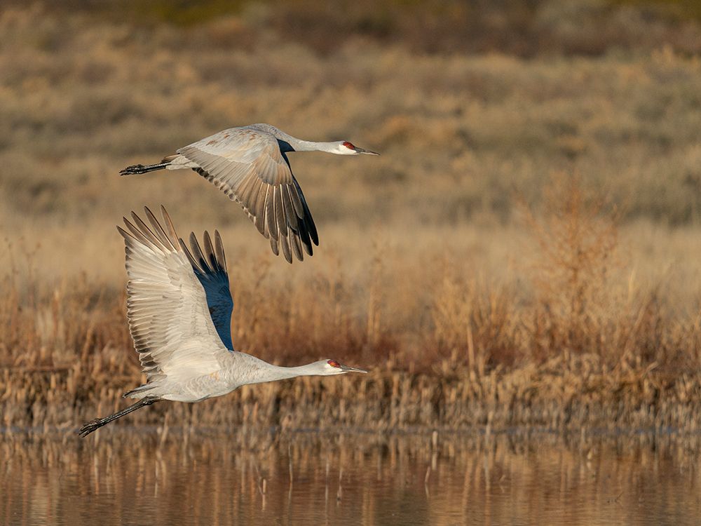 Sandhill cranes lift off from evening roosting ponds, Bosque del Apache NWR, New Mexico art print by Maresa Pryor-Luzier for $57.95 CAD