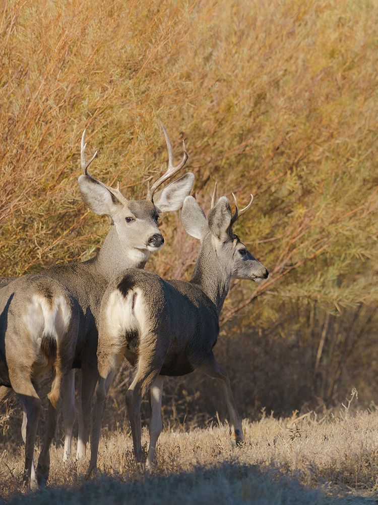 Young bucks, Bosque del Apache National Wildlife Refuge, New Mexico art print by Maresa Pryor-Luzier for $57.95 CAD