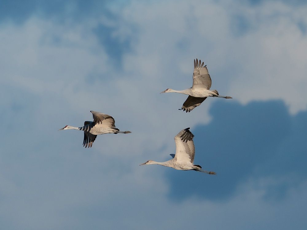 Sandhill cranes in flight, Bernardo Wildlife Area, New Mexico art print by Maresa Pryor-Luzier for $57.95 CAD