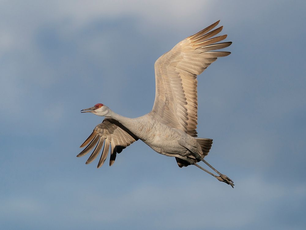 Sandhill crane calling while flying, Bernardo Wildlife Area, New Mexico art print by Maresa Pryor-Luzier for $57.95 CAD