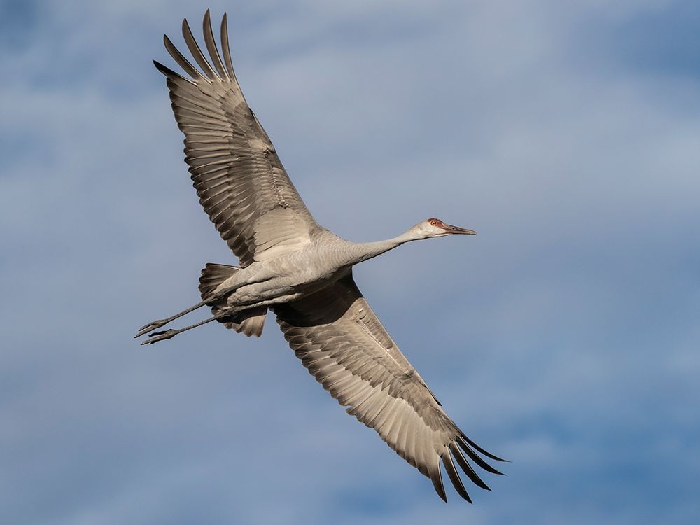 Sandhill crane calling while flying, Bernardo Wildlife Area, New Mexico art print by Maresa Pryor-Luzier for $57.95 CAD