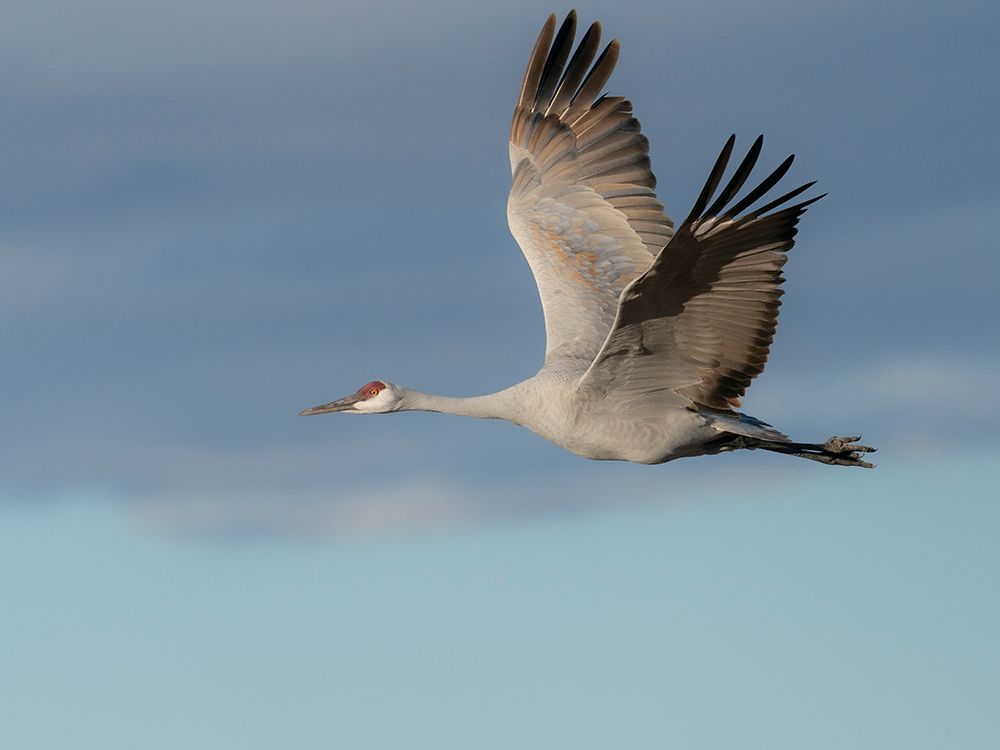 Sandhill crane in flight, Bernardo Wildlife Area, New Mexico art print by Maresa Pryor-Luzier for $57.95 CAD