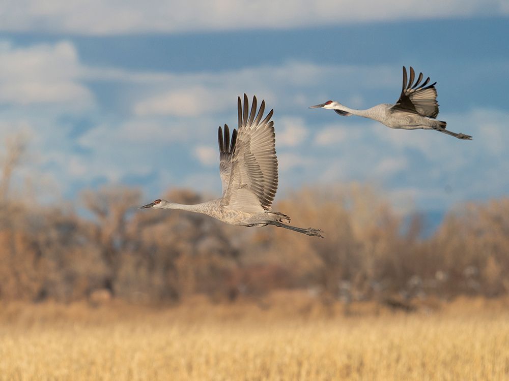 Sandhill cranes in flight, Bernardo Waterfowl Management Area, New Mexico art print by Maresa Pryor-Luzier for $57.95 CAD