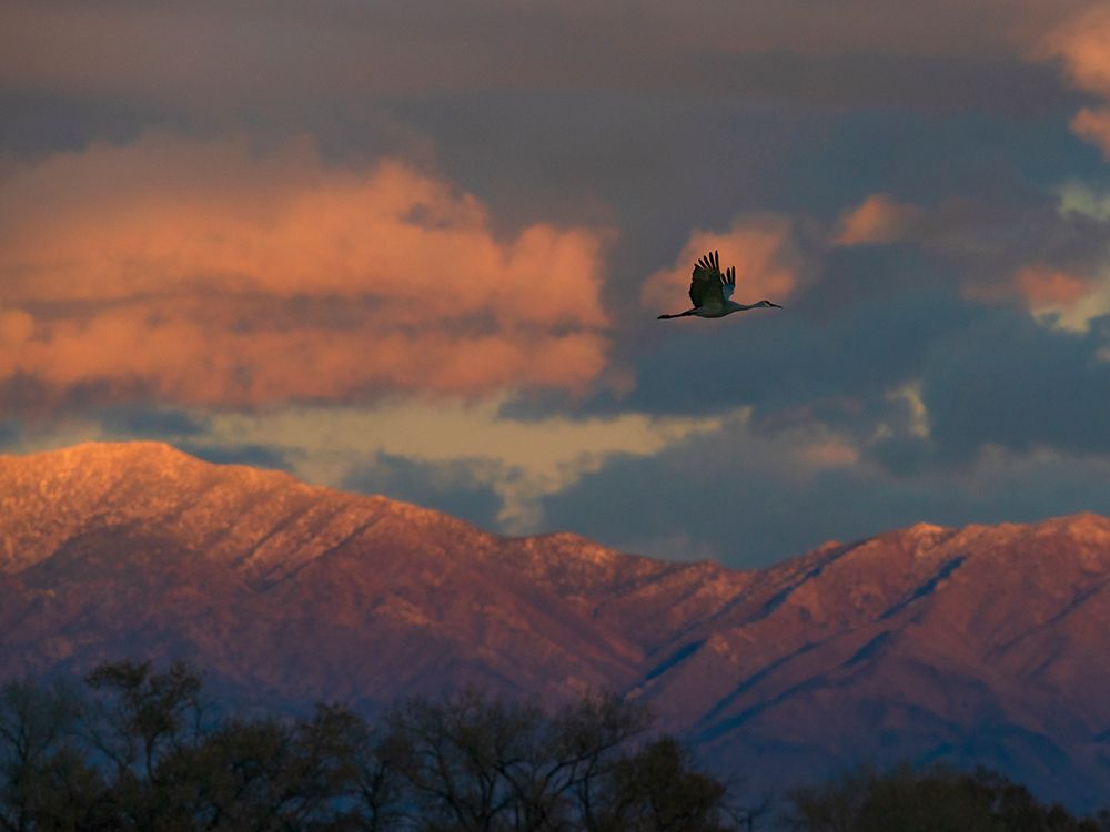 Sandhill cranes coming in to roost at sunset, Manzano Mountains, Bernardo Wildlife Area, New Mexico art print by Maresa Pryor-Luzier for $57.95 CAD