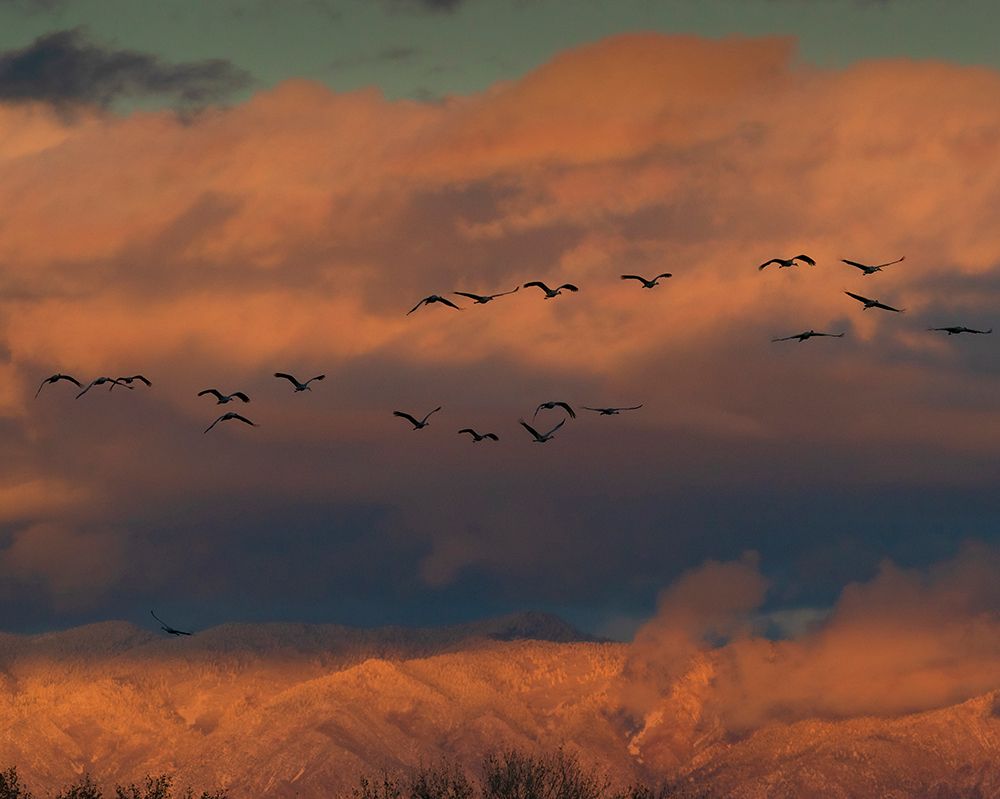 Sandhill cranes coming in to roost at sunset, Manzano Mountains, Bernardo Wildlife Area, New Mexico art print by Maresa Pryor-Luzier for $57.95 CAD