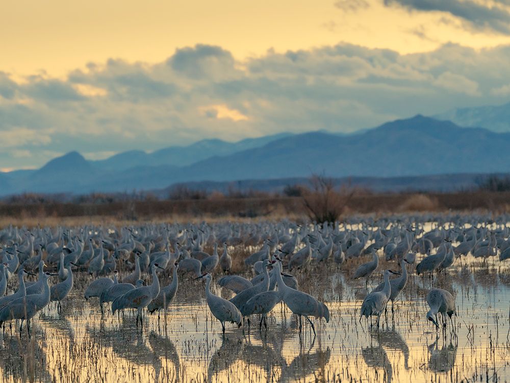 Sandhill cranes roost at sunrise, Bernardo Wildlife Area, New Mexico, USA. art print by Maresa Pryor-Luzier for $57.95 CAD