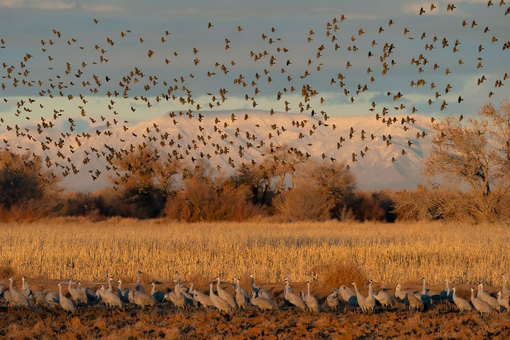 Red-winged blackbirds flying with snow-covered Manzano Mountains in the background, New Mexico art print by Maresa Pryor-Luzier for $57.95 CAD