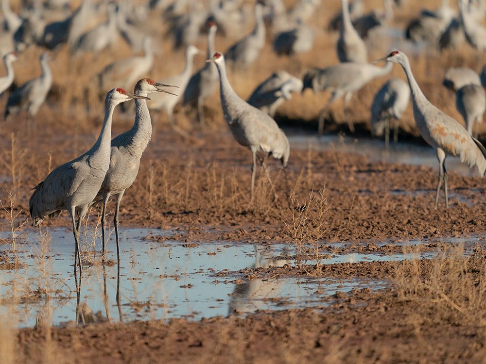 Sandhill cranes in field, Bernardo Wildlife Area, New Mexico art print by Maresa Pryor-Luzier for $57.95 CAD
