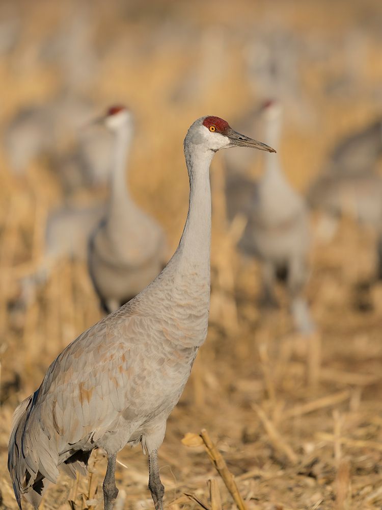 Sandhill crane among others feeding in corn fields, Bernardo Wildlife Area, New Mexico art print by Maresa Pryor-Luzier for $57.95 CAD