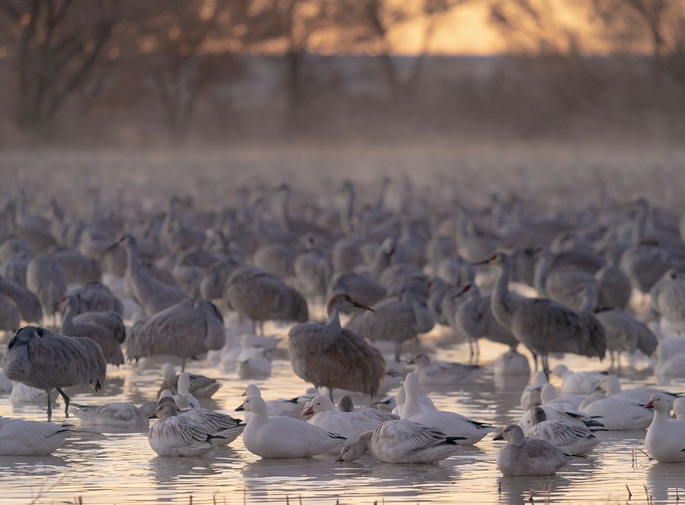 Roosting ponds of sandhill cranes and snow geese, Bernardo Wildlife Area, New Mexico art print by Maresa Pryor-Luzier for $57.95 CAD