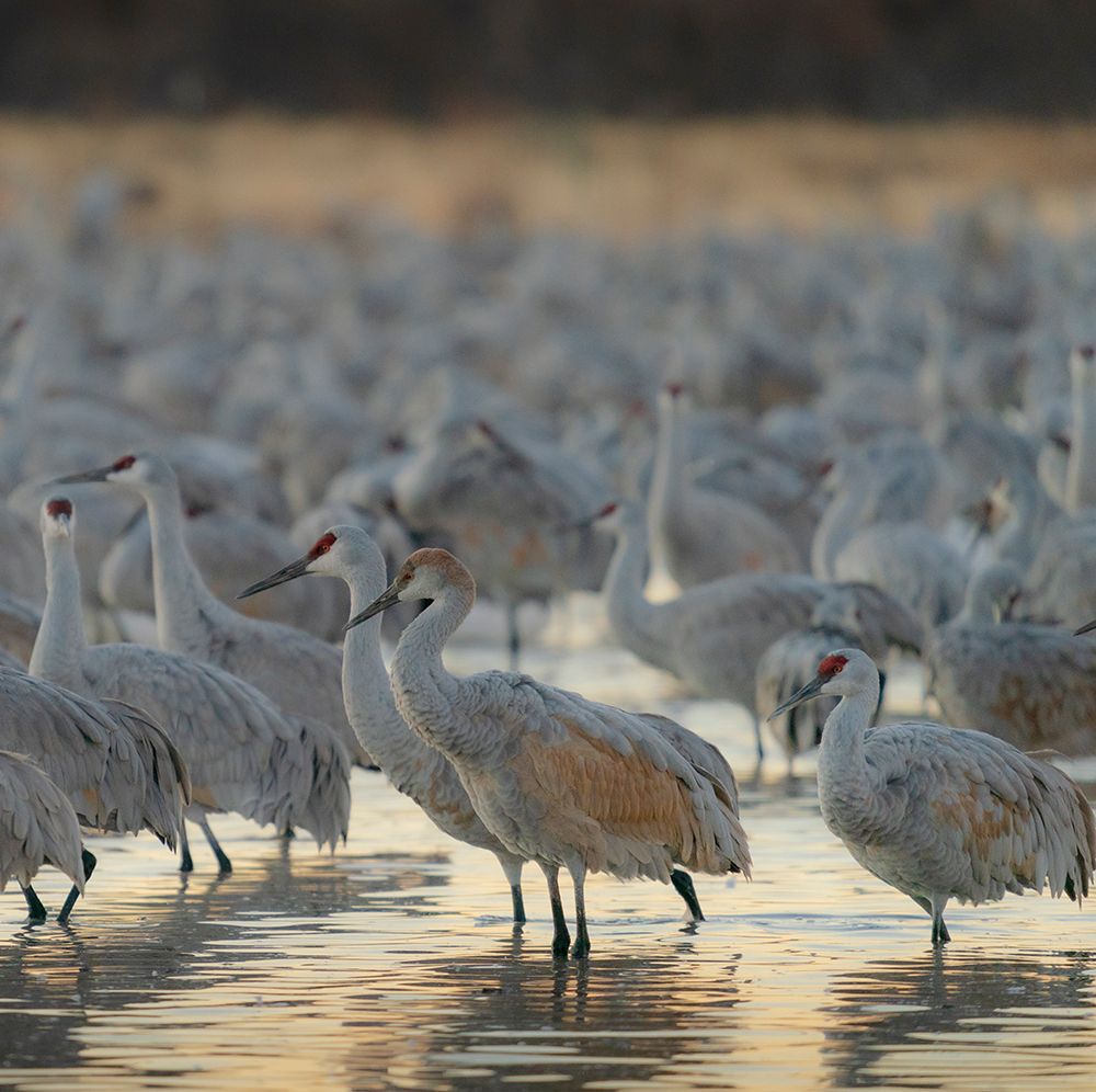Sandhill crane roosting pond at sunrise, Bernardo Wildlife Area, New Mexico art print by Maresa Pryor-Luzier for $57.95 CAD