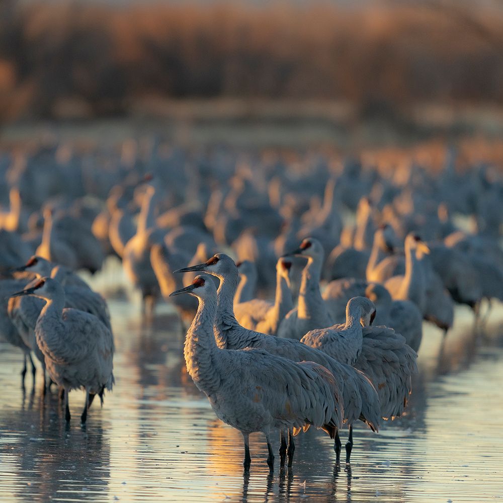 Sandhill crane roosting pond at sunrise, Bernardo Wildlife Area, New Mexico art print by Maresa Pryor-Luzier for $57.95 CAD