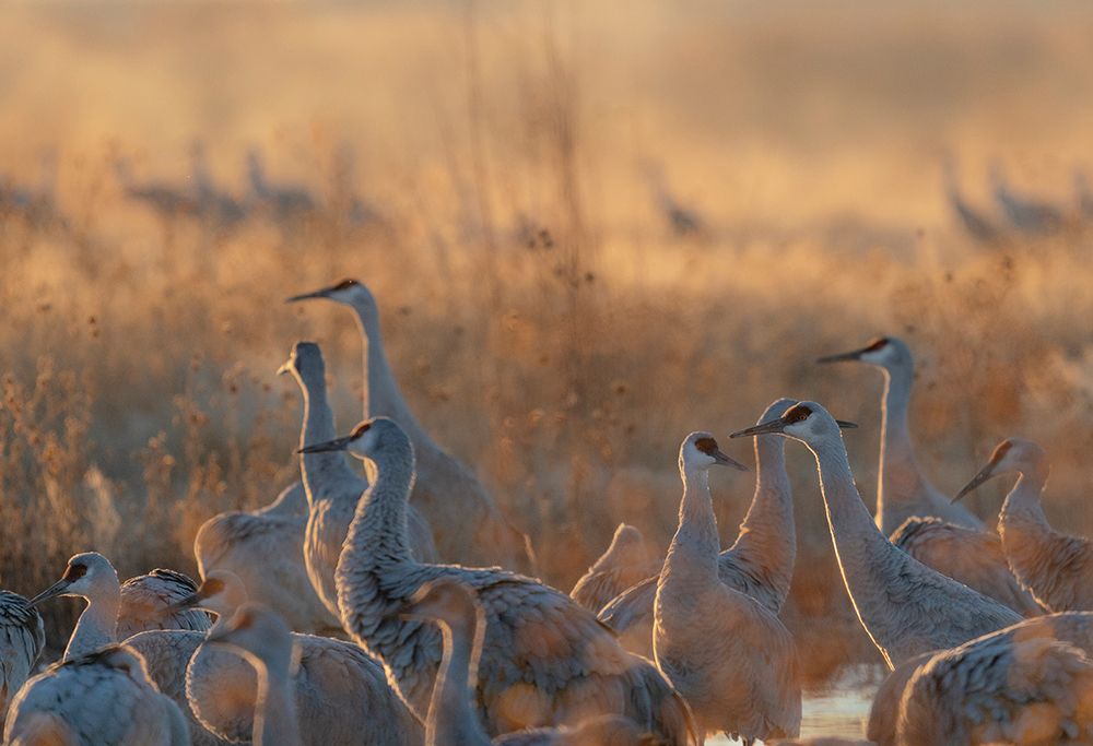 Sandhill cranes roosting pond on a misty sunrise, Bernardo Wildlife Area, New Mexico art print by Maresa Pryor-Luzier for $57.95 CAD