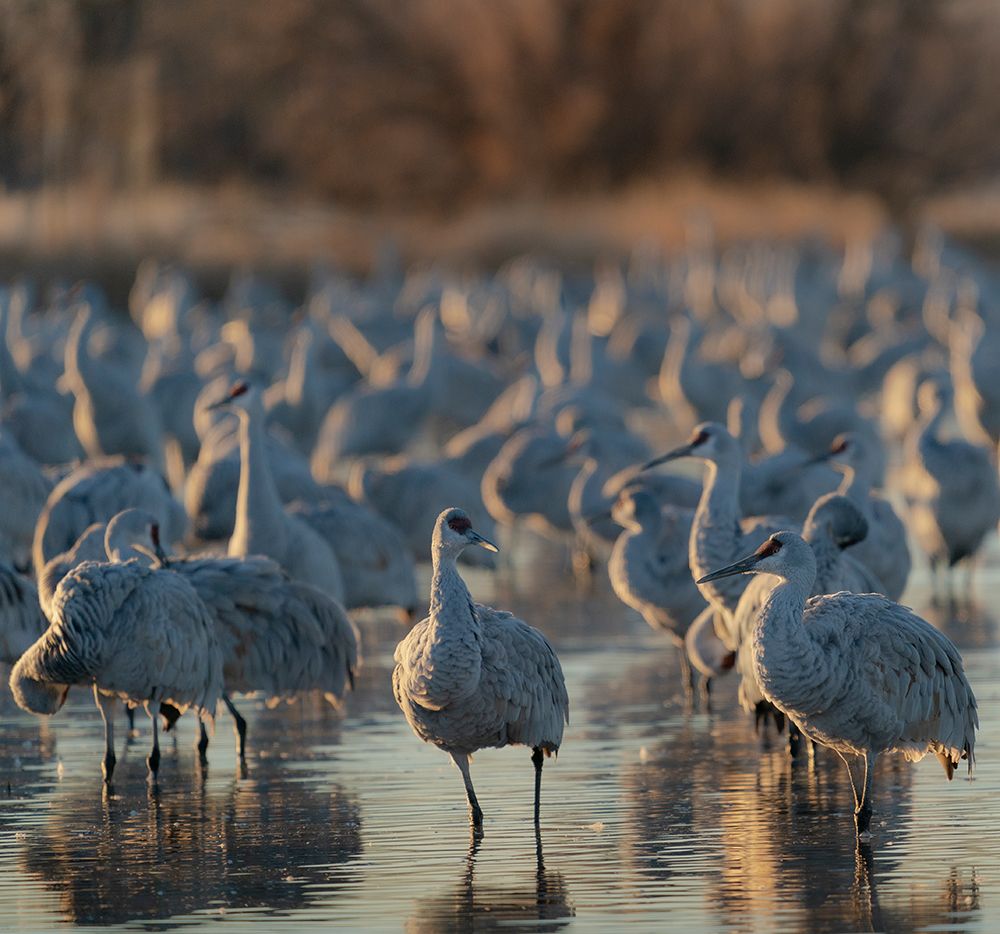 Sandhill cranes roosting pond at sunrise, Bernardo Wildlife Area, New Mexico art print by Maresa Pryor-Luzier for $57.95 CAD
