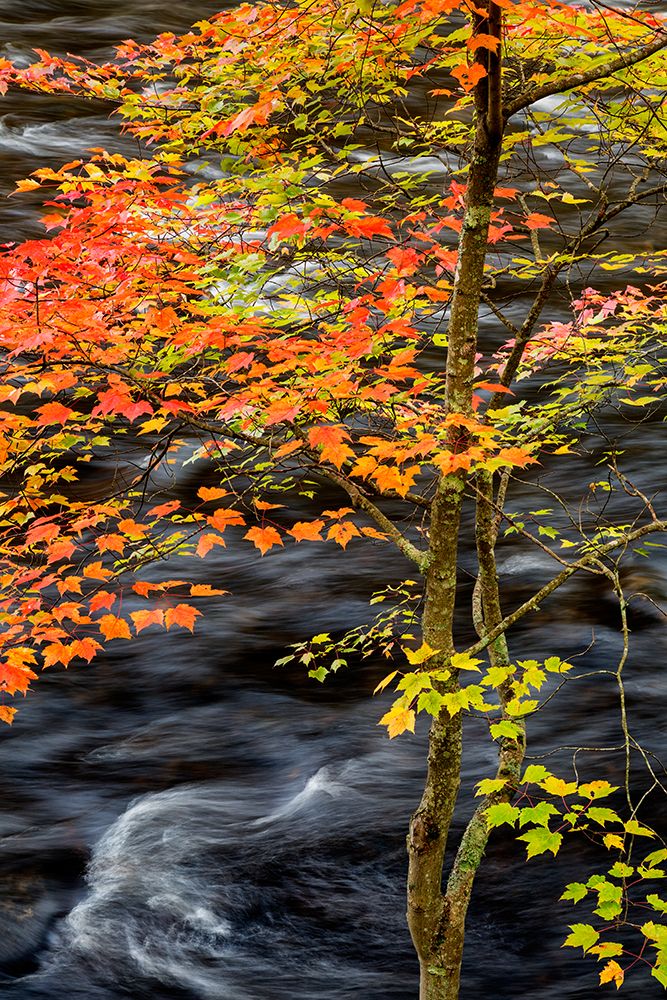 USA-New York-Adirondacks Long Lake-young maple beside the Raquette River art print by Ann Collins for $57.95 CAD