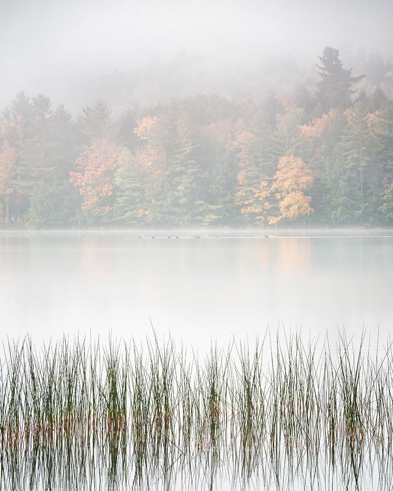 USA-New York-Adirondacks Long Lake-reeds-fog-and fall foliage at Eaton Lake art print by Ann Collins for $57.95 CAD