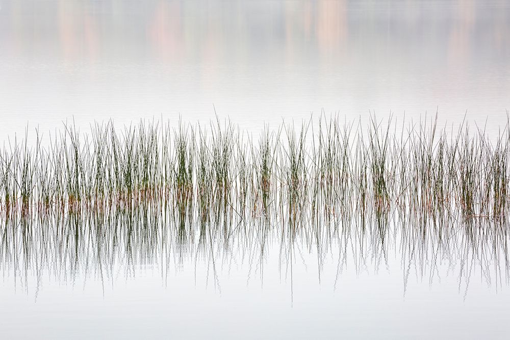 USA-New York-Adirondacks Long Lake-reeds-fog-and fall foliage at Eaton Lake art print by Ann Collins for $57.95 CAD
