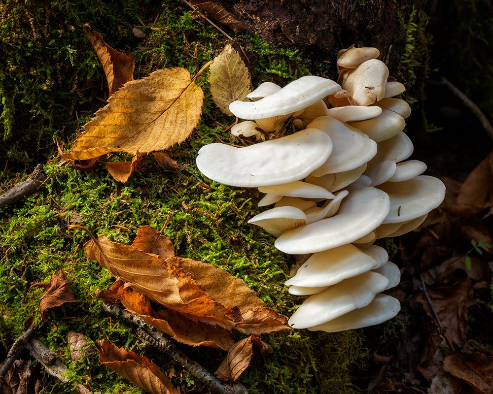 USA-New York-Adirondacks Long Lake-fungi growing at base of tree next to Forked Lake art print by Ann Collins for $57.95 CAD