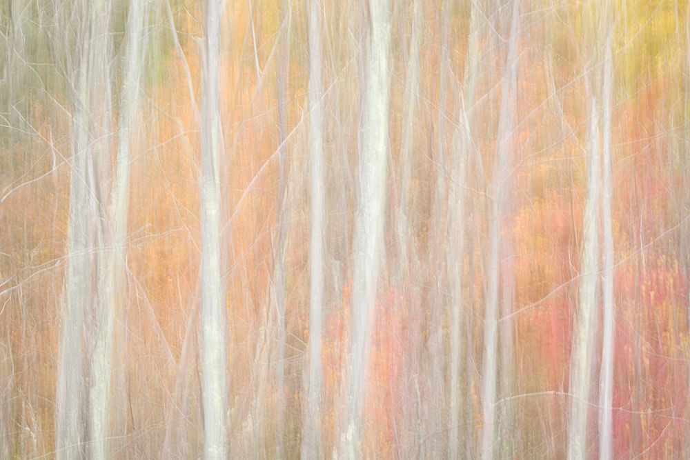 USA-New York-Adirondacks Keene-abstract of autumn foliage and bare trees art print by Ann Collins for $57.95 CAD