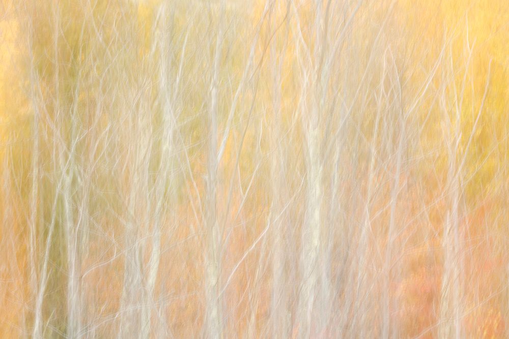 USA-New York-Adirondacks Keene-abstract of autumn foliage and bare trees art print by Ann Collins for $57.95 CAD