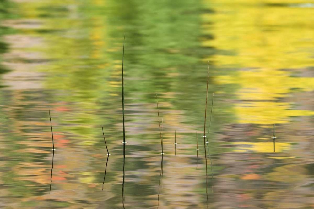 NY, Adirondacks, Reflections in water with reeds art print by Nancy Rotenberg for $57.95 CAD