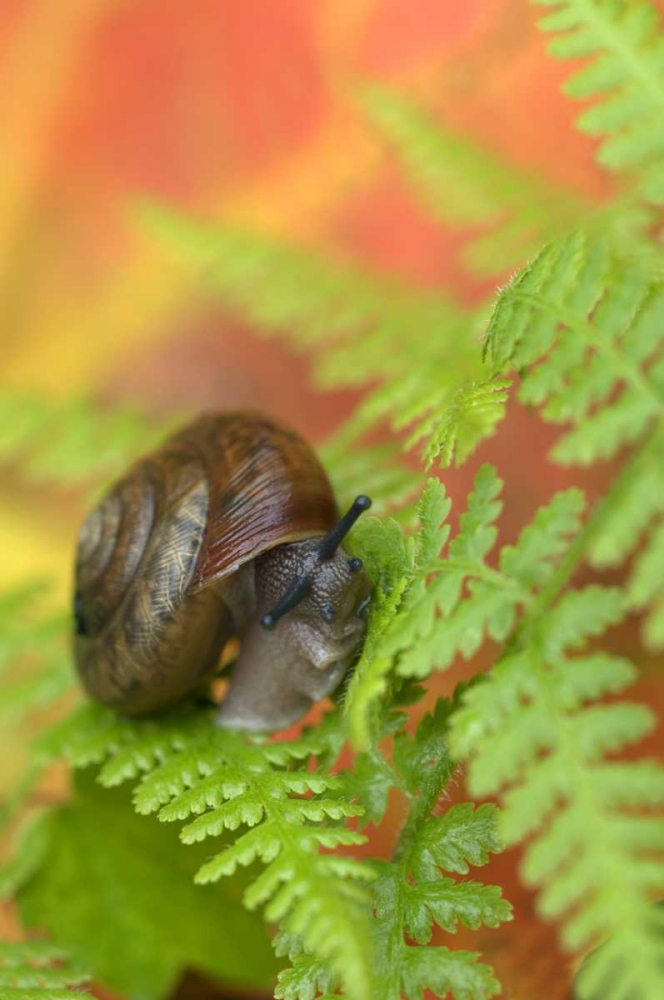USA, New York, Adirondacks, Snail on Fern in Fall art print by Nancy Rotenberg for $57.95 CAD