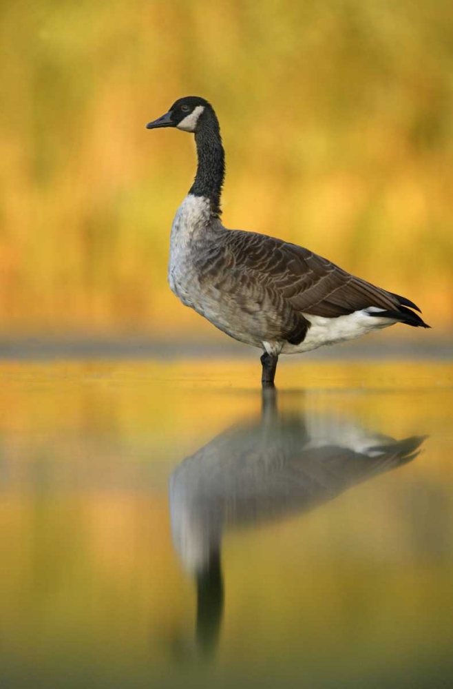 NY, New York City, Queens Canada goose in water art print by Arthur Morris for $57.95 CAD