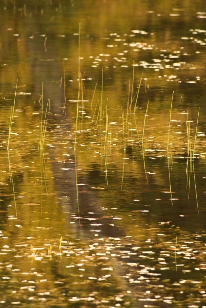 NY, Adirondack Park Fall reflections on a pond art print by Jay OBrien for $57.95 CAD