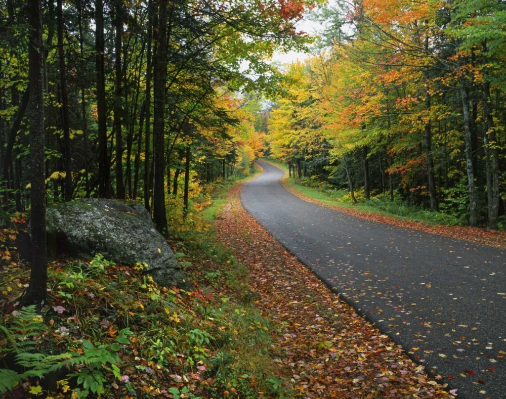 NY, Adirondack Mts Autumn trees line road art print by Steve Terrill for $57.95 CAD