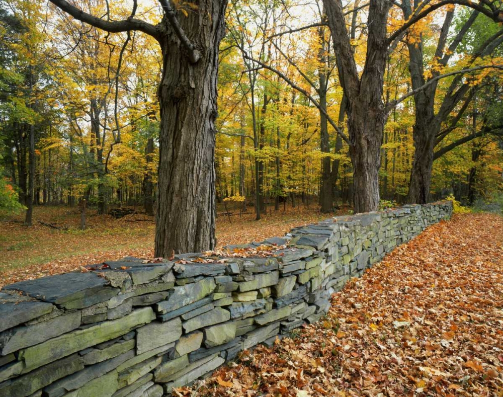 New York, Greene County Hand-built stone fence art print by Steve Terrill for $57.95 CAD