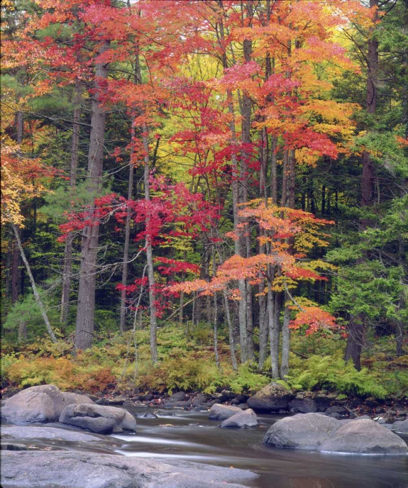 USA, New York, Autumn in the Adirondack Mountains art print by Christopher Talbot Frank for $57.95 CAD