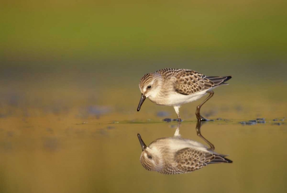 New York City, Semipalmated sandpiper hunts art print by Arthur Morris for $57.95 CAD