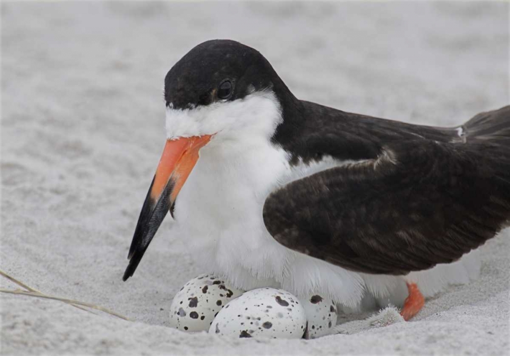NY, Nickerson Beach Black skimmer sits on eggs art print by Arthur Morris for $57.95 CAD