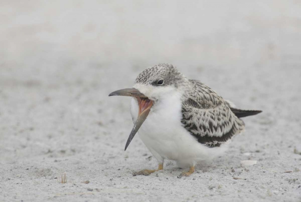 NY, Nickerson Beach, Black skimmer chick on beach art print by Arthur Morris for $57.95 CAD