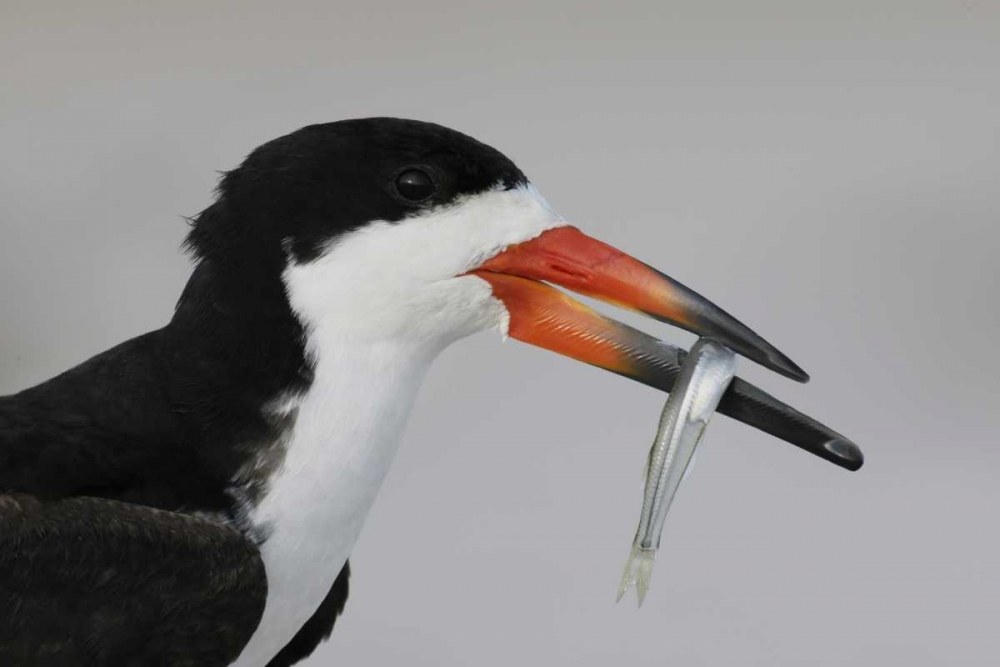 NY, Nickerson Beach, Black skimmer carrying fish art print by Arthur Morris for $57.95 CAD