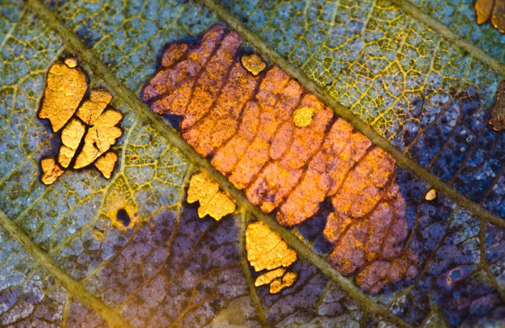 New York, Adirondack Mountains Backlit Leaf art print by Nancy Rotenberg for $57.95 CAD