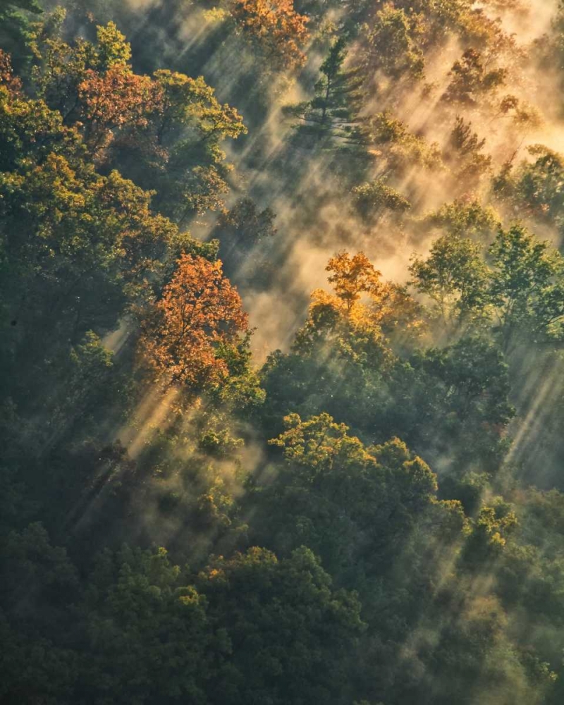 NY, Letchworth SP Sunrise lights foggy forest art print by Jay OBrien for $57.95 CAD