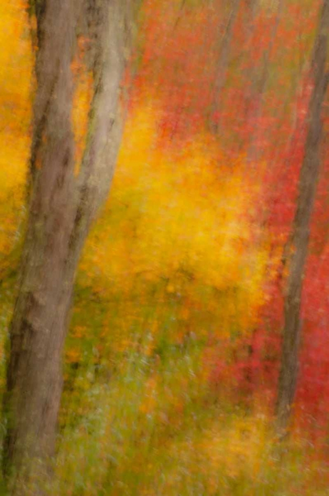 New York, Inlet Abstract of autumn forest scene art print by Jay OBrien for $57.95 CAD