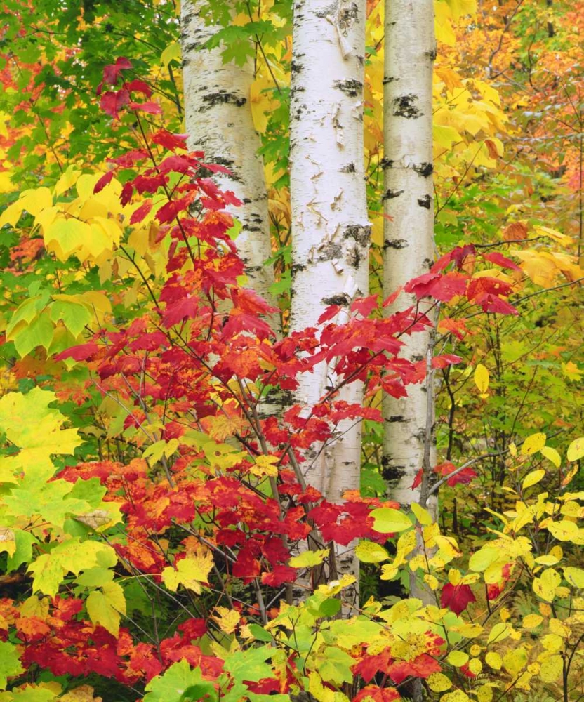 NY, Adirondack Park, Autumn of Birch and Maples art print by Christopher Talbot Frank for $57.95 CAD