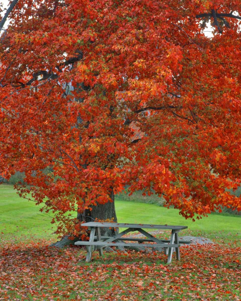 New York, West Park Bench under maple in autumn art print by Steve Terrill for $57.95 CAD