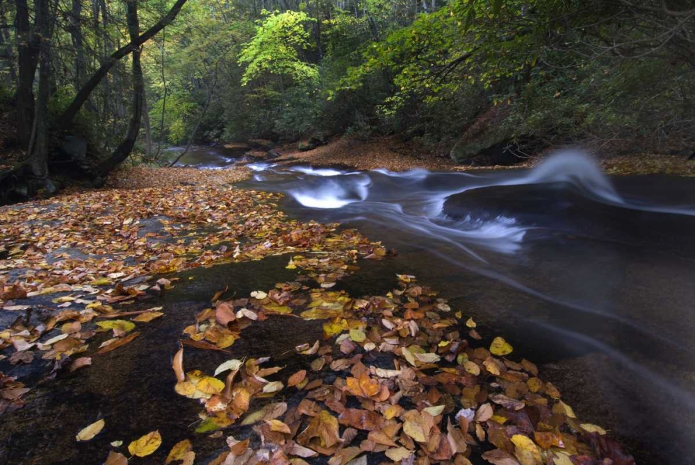 New York, Adirondack Mts Leaves and stream art print by Nancy Rotenberg for $57.95 CAD