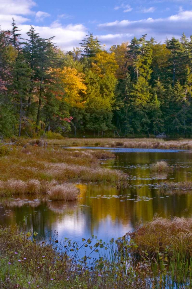 NY, Adirondack Mts Forest reflections in pond art print by Nancy Rotenberg for $57.95 CAD