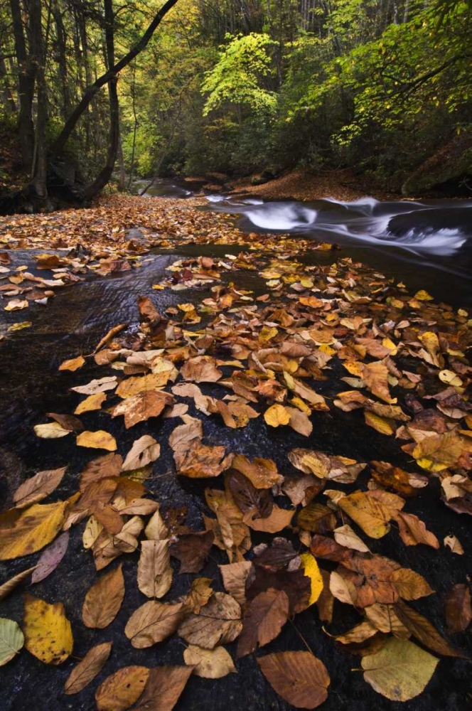 New York, Adirondack Mts Leaves and stream art print by Nancy Rotenberg for $57.95 CAD